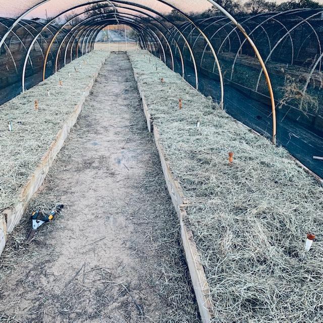 This hoop house is completely planted with asparagus. The ferns are now cut down and the beds are mulched with hay for the winter. This hoop house is completely planted with asparagus. The ferns are now cut down and the beds are mulched with hay for the winter.