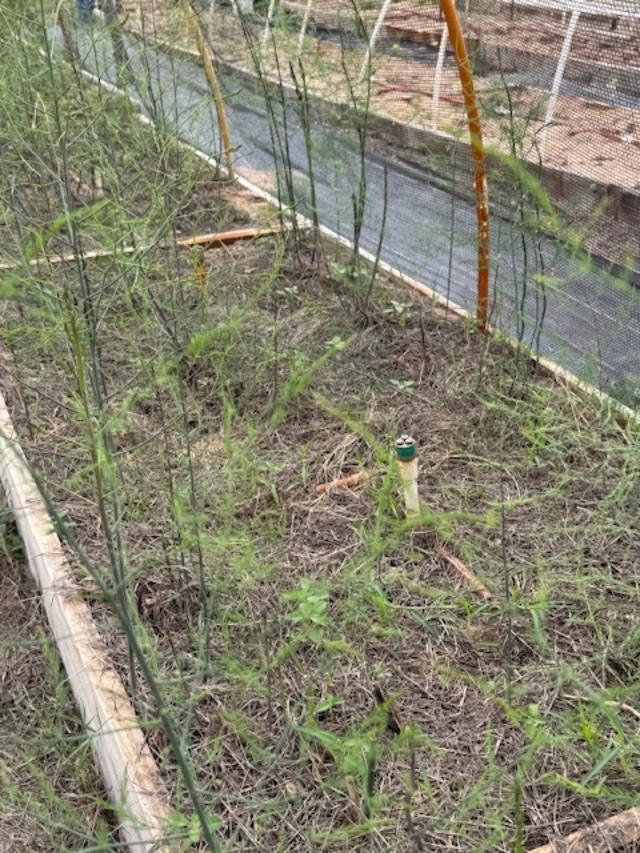 asparagusgrowing
