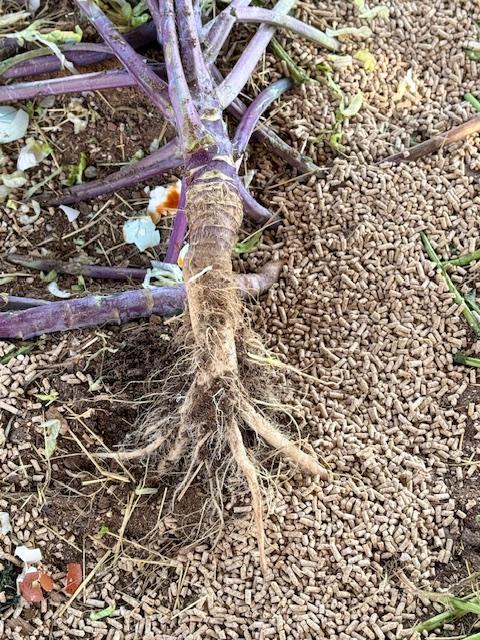 Look what one of our employees did! I try to be nice to them and they killed my asparagus. Look what one of our employees did! I try to be nice to them and they killed my asparagus.