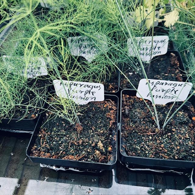 asparagusseedlings