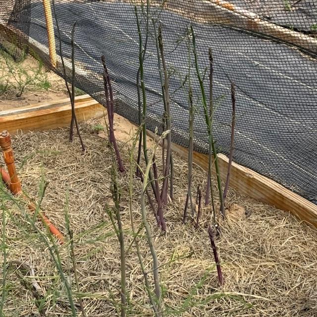 Asparagus is shooting up faster than we can pick it!