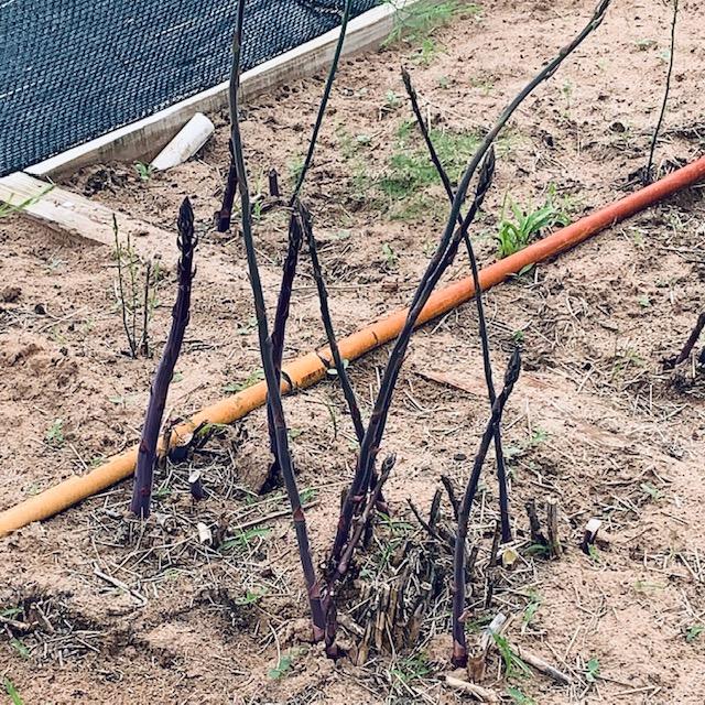 More and more purple spears of asparagus keep growing. I cut them down, more take their place. It is back breaking work...