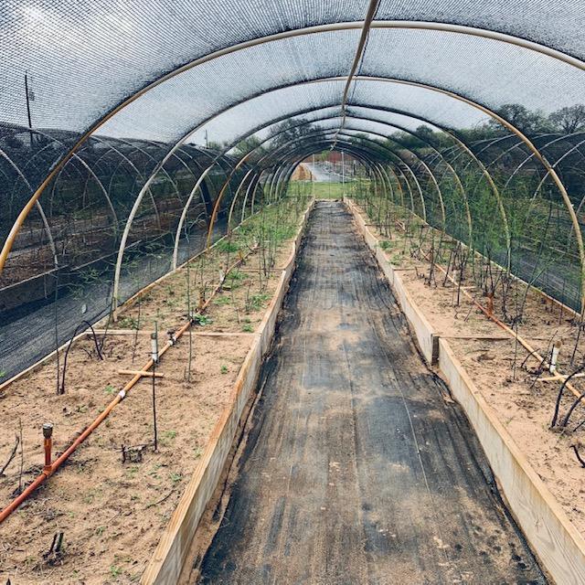 20 beds of asparagus in this hoop house and 20 in the next. I picked more this morning.