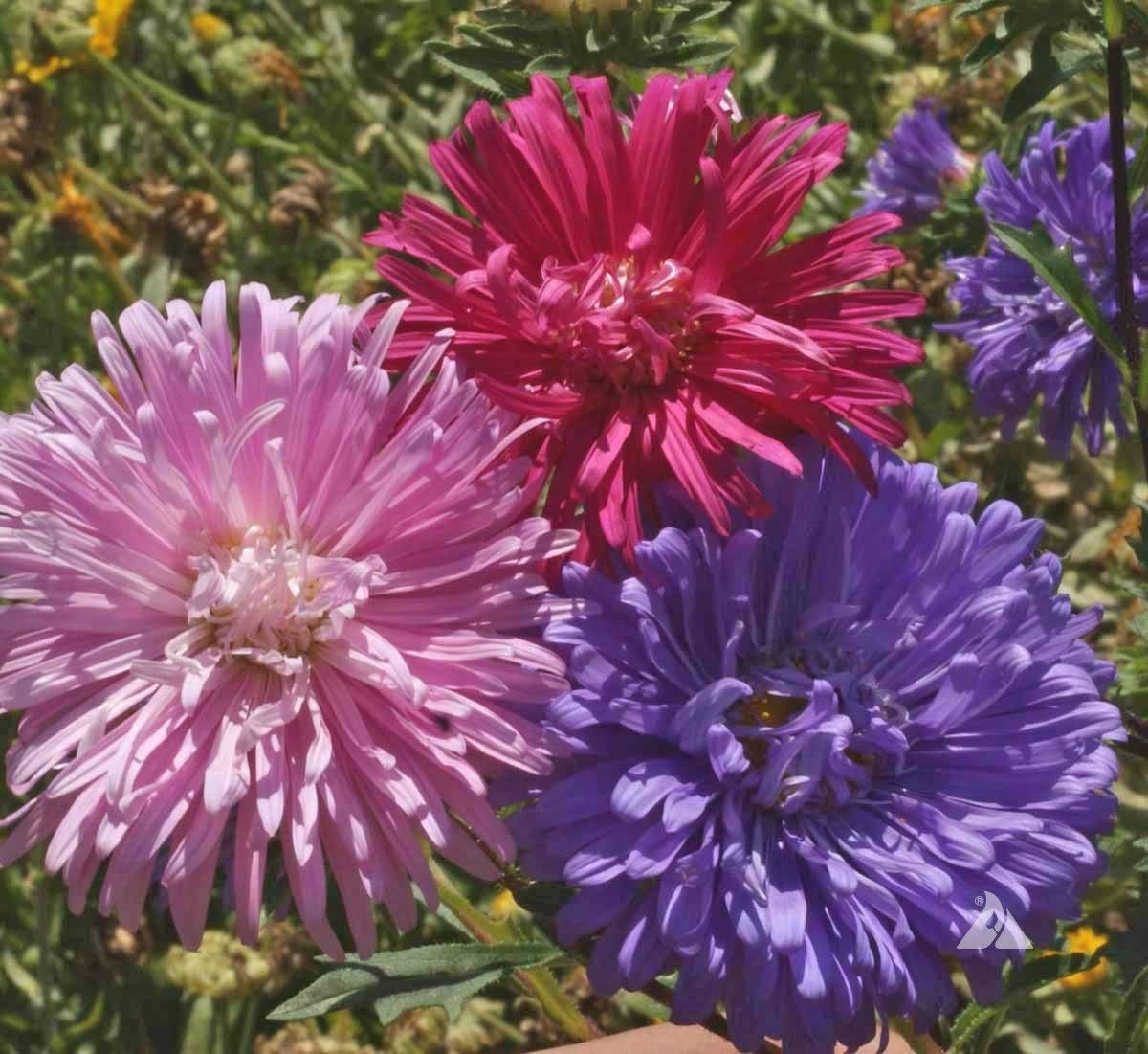 China Creago Mix Aster will look so pretty in your garden. It is a member of the Aster family.