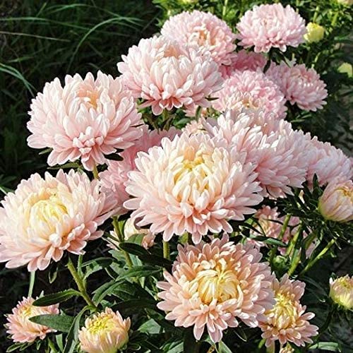 The Peony Duchess Aster is one of our most popular seeds in the Aster Family.