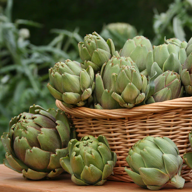 Grow artichokes like the Green Globe, one of the most popular artichokes that we sell.