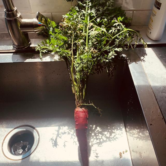 Look at this beautiful Atomic Red Carrot! Lots of leafy greens and gorgeous red color. Sorry about the shadows in the kitchen.