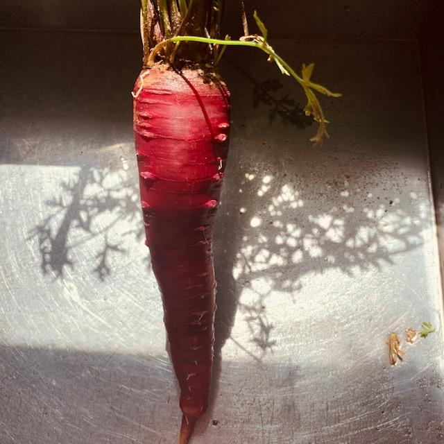 This Atomic Red carrot is fat and long. The vibrant color is a crowd pleaser.