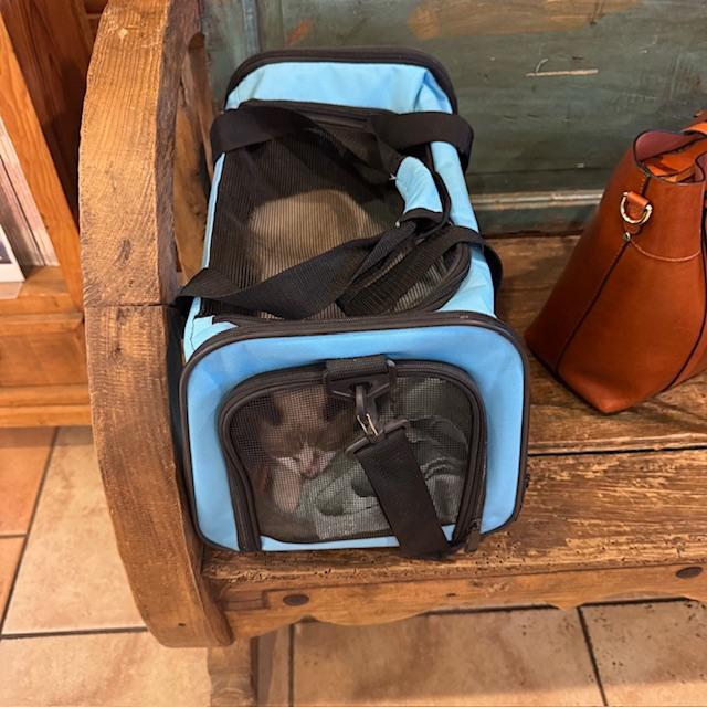 Here is Sam waiting in the lobby at the vet. She did such a good job.