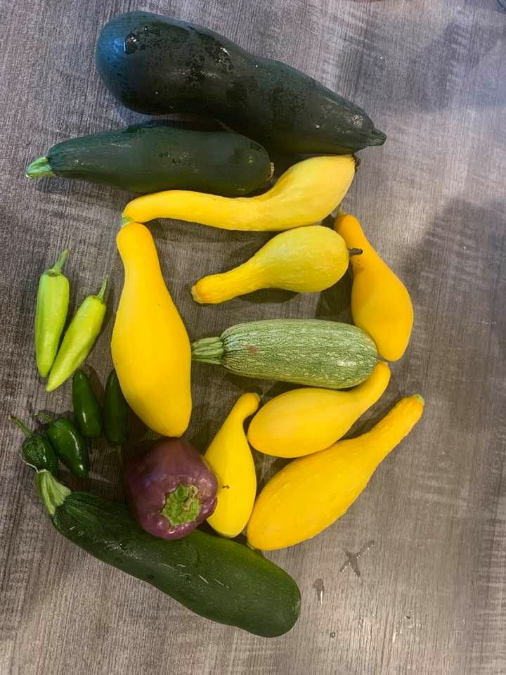 These fall garden vegetables are a part of our garden harvest-yellow squash, winter squash, zucchinis, jalapenos, and purple bell peppers.