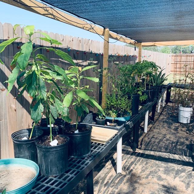 Avocado trees that David grew from seed on the left as well as other plants in my plant area. His helpers filled it with plants that are not mine even though I told them no.