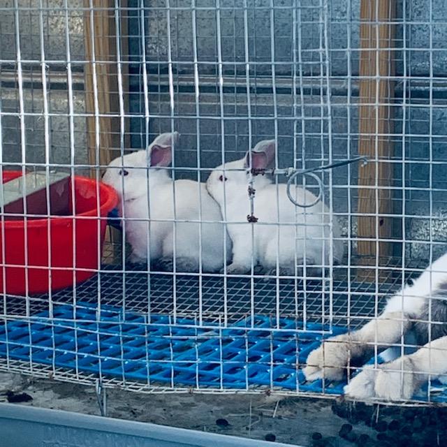 These two babies are the only ones who did not die from their litter. They are adorable.