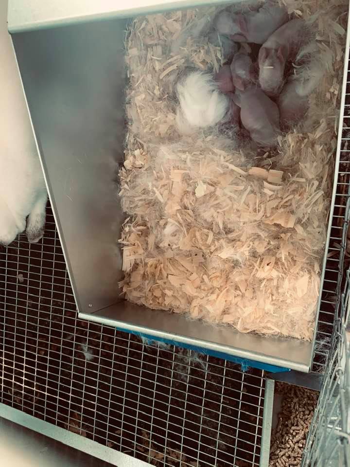 Raising Rabbits On The Farm