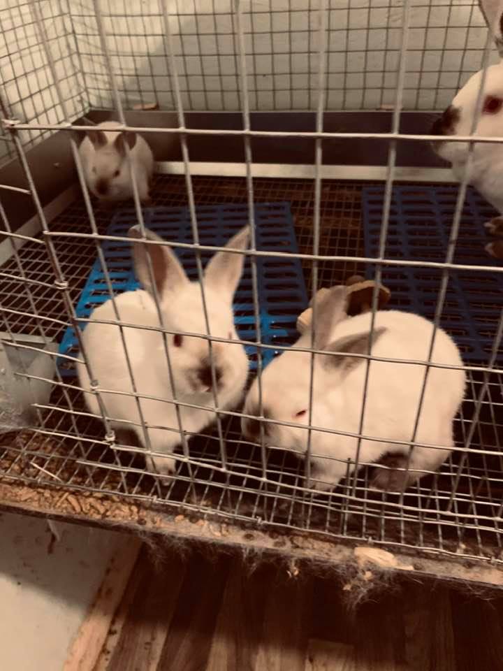 Baby bunnies are so cute!