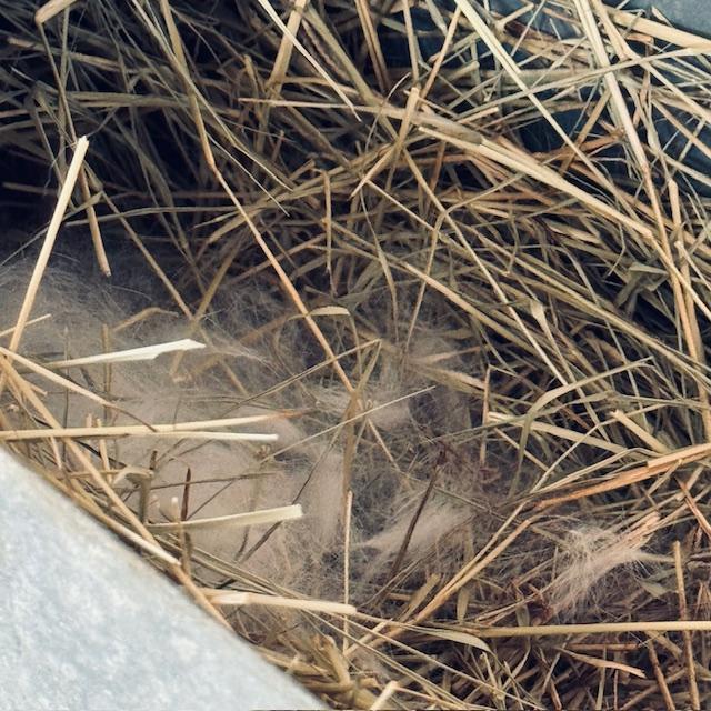 You can't see anything, but the baby bunnies are down in there. The mother pulled out some of her hair days before delivery. You can't see anything, but the baby bunnies are down in there. The mother pulled out some of her hair days before delivery.