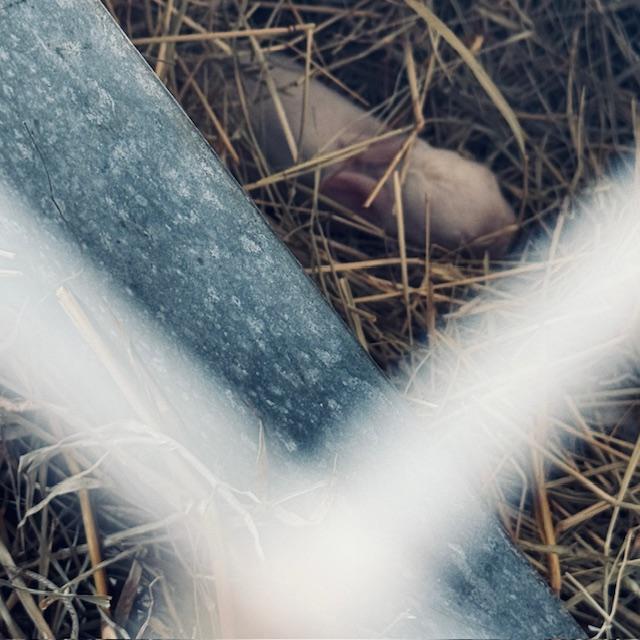 1 baby bunny came out for a little while yesterday afternoon.