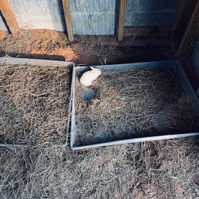 This silly baby bunny fell out of the cage. There were some holes covered by the hay holder and she fell through. She is fine and we moved her and her family to a new cage. This silly baby bunny fell out of the cage. There were some holes covered by the hay holder and she fell through. She is fine and we moved her and her family to a new cage.