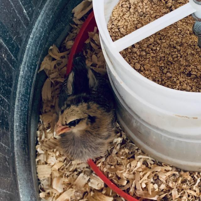 This is the baby chick with cross beak on day 11. She is looking way better than the first week. She is eating, drinking, and chirping.