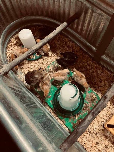 Our baby chicks move quickly and are getting their wing feathers in. Soon they will be flying and we will have to cover their tub. Our baby chicks move quickly and are getting their wing feathers in. Soon they will be flying and we will have to cover their tub.