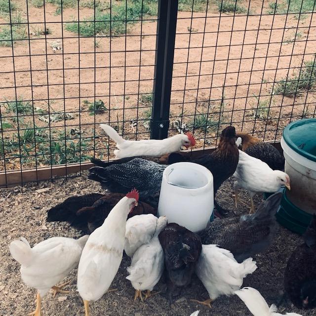 The baby chicks will be six weeks old tomorrow. There are at least three roosters. I paid extra for all females.