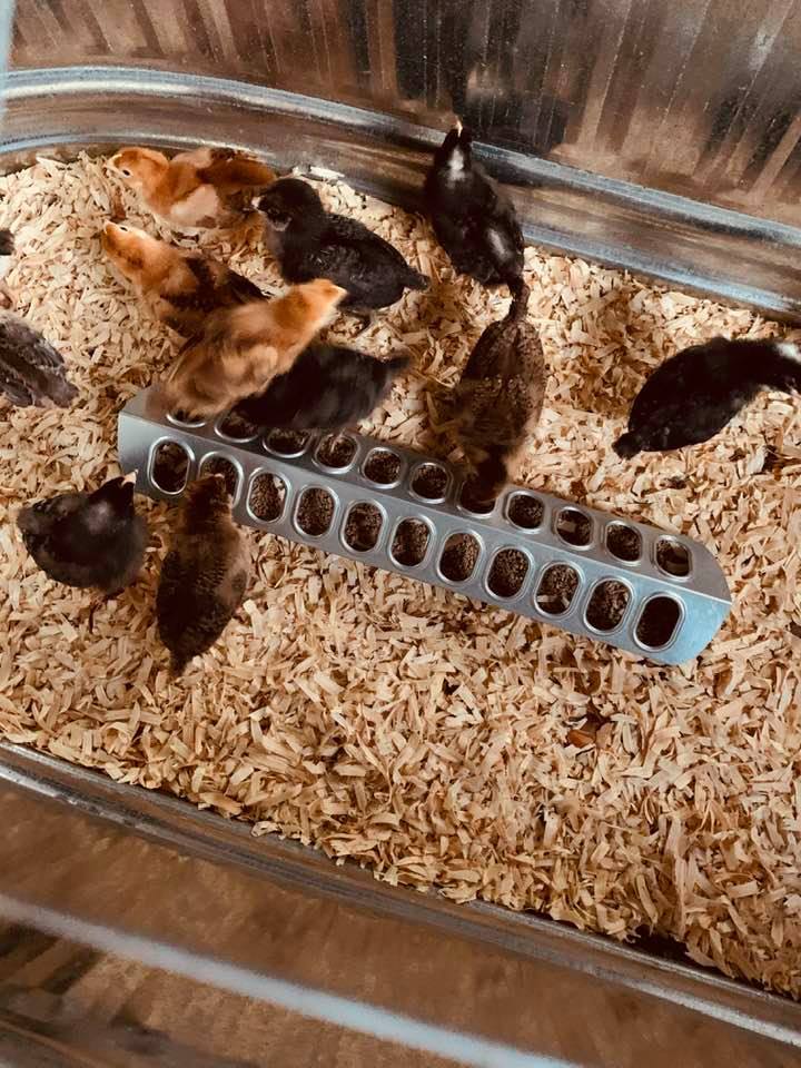 Our baby chicks eating in their brooder, a six foot stock tank. They are ready to move to their new chicken coop! Our baby chicks eating in their brooder, a six foot stock tank. They are ready to move to their new chicken coop!