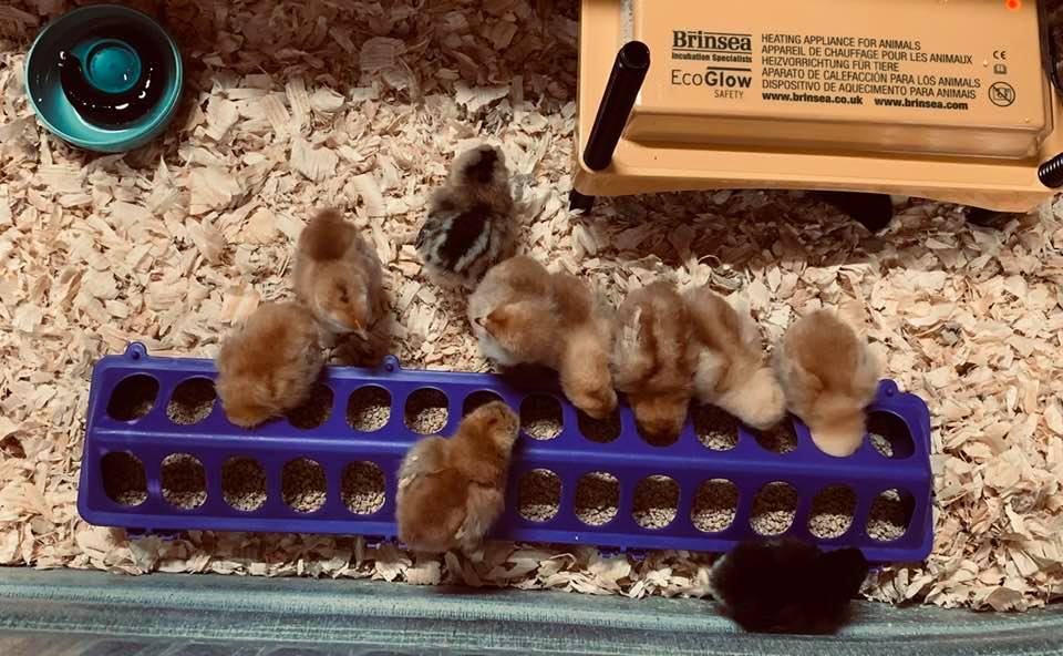 Our baby chicks with the new brooder. It won't fry them like the heat lamp would if it fell.