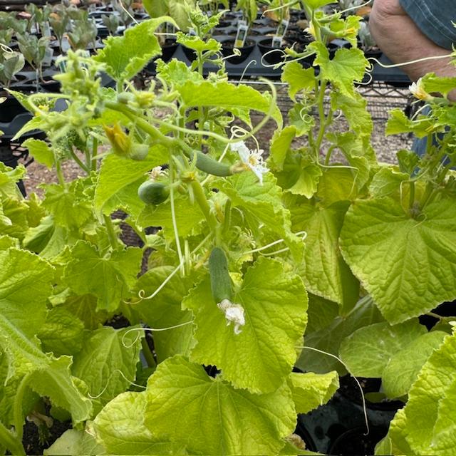 Baby cucumbers growing.