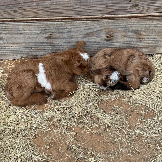 Here is a closeup of the new babies this morning.