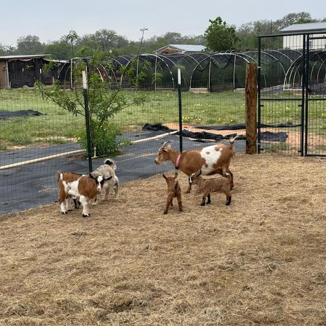 Look at our babies! Left to right, George, Gracie, Lucy, Ethel, with Alice behind Lucy & Ethel. Trixie was eating when this was taken.