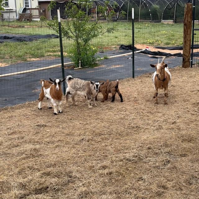 George, Gracie, Lucy, Ethel, Alice. It is so hard to get them to pose. You can see Gracie's face in this one.