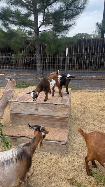 Four of the babies are already a month old.