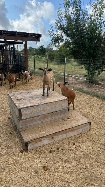Some of the baby goats.
