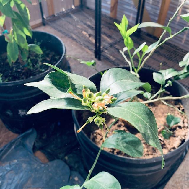 Look at my baby lemons right in the center of this photo! Some are bigger. The lime trees are flowering so maybe we will get some of them soon.