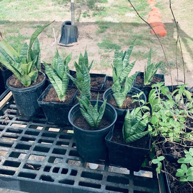 Newly transplanted small snake plants aka Mother-In-Laws Tongue plant. They will be on sale this weekend at our Farm Store plant area for $5! Come get them!