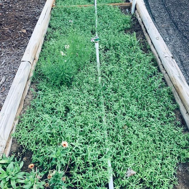 I planted snapdragons at the end of summer. They are finally starting to thrive. A few are taller and have started flowering.