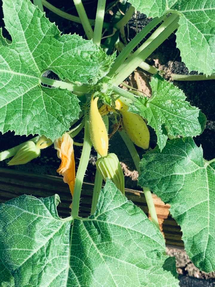 Baby squashes are growing well during October on the farm.
