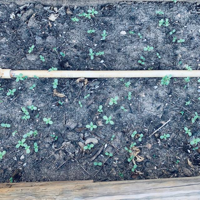 Here come the brand new zinnias from the direct sown seeds dropped by large zinnias.