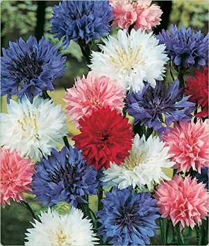 These Bachelor's Buttons are colorful and will brighten a shady space in your yard.