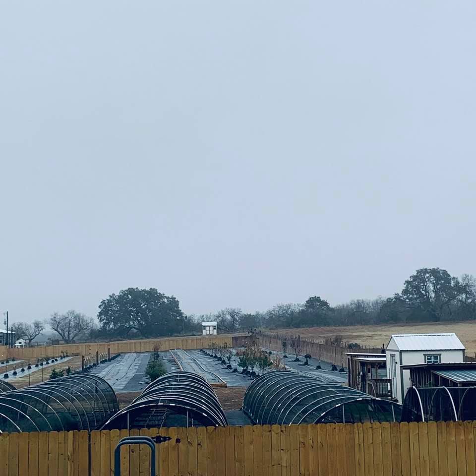 Early morning on the farm. The hoop house clips were mostly blown off with the high winds on Saturday. It will be a January garden chore to pick them up.