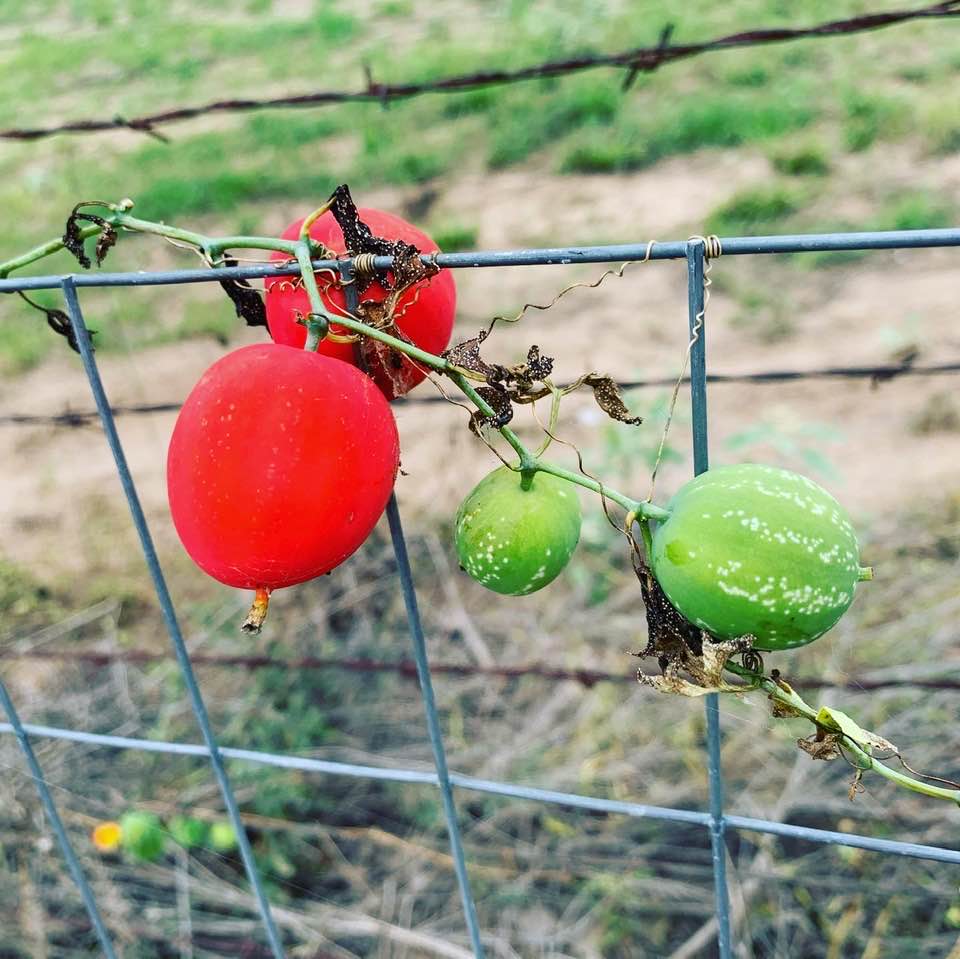 Balsam Gourd or Snake Apple is growing wild in one spot on our property. I will harvest the seed and see if I can get some to grow. They are beautiful ornamentals.