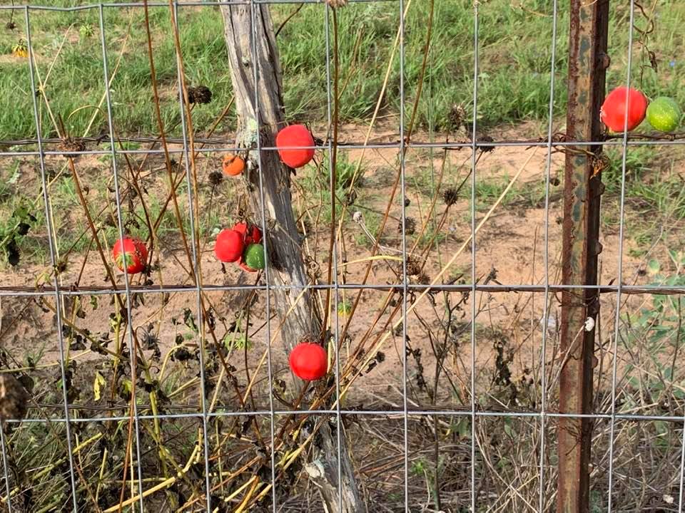I later found out this vine is known as Balsam Gourd or Snake Apple and is a Texas Native plant.
