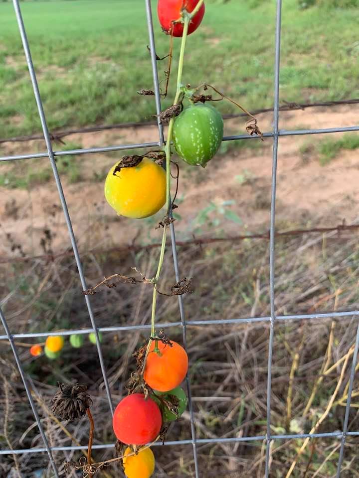 Colorful balsam gourds growing along the fence line.
