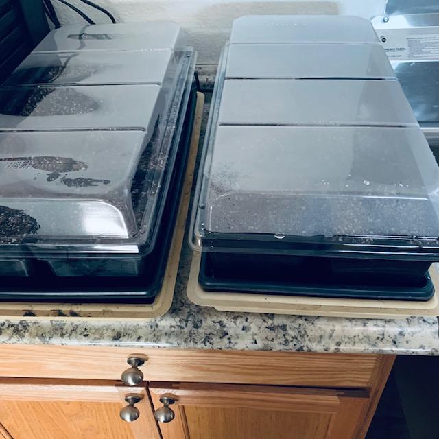 These trays are on heating mats and contain my planted banana seeds. It can take up to 120 days for them to germinate. So far, I have not been able to germinate any.