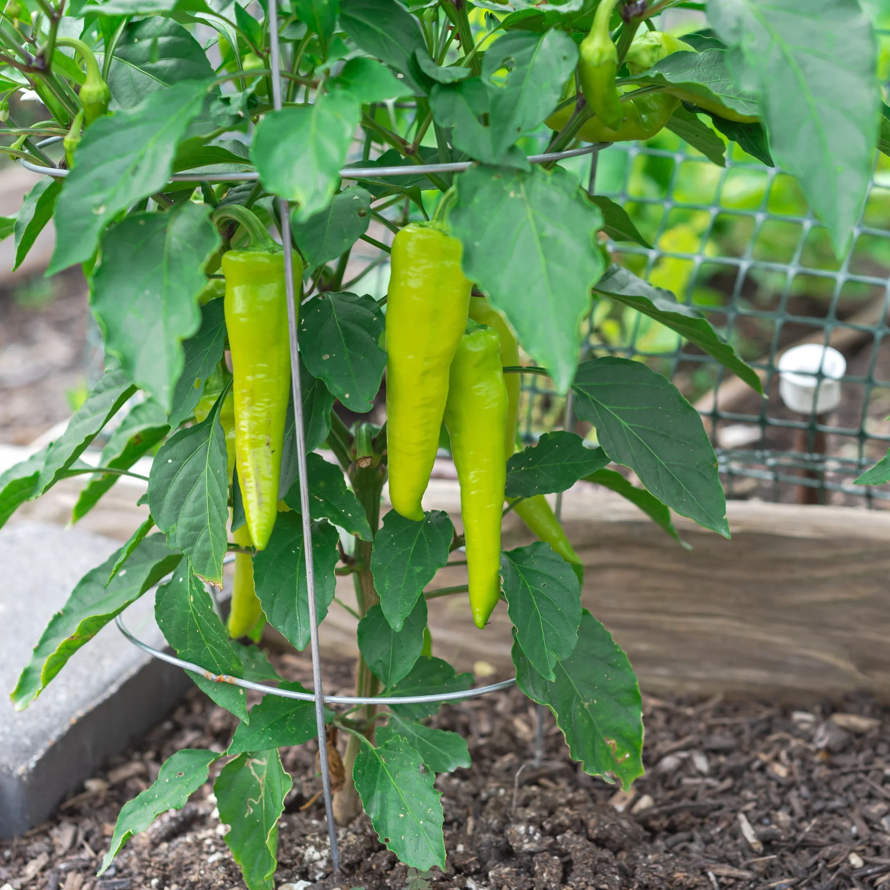 This is our Banana Sweet Pepper. We also have a hot Banana Pepper...