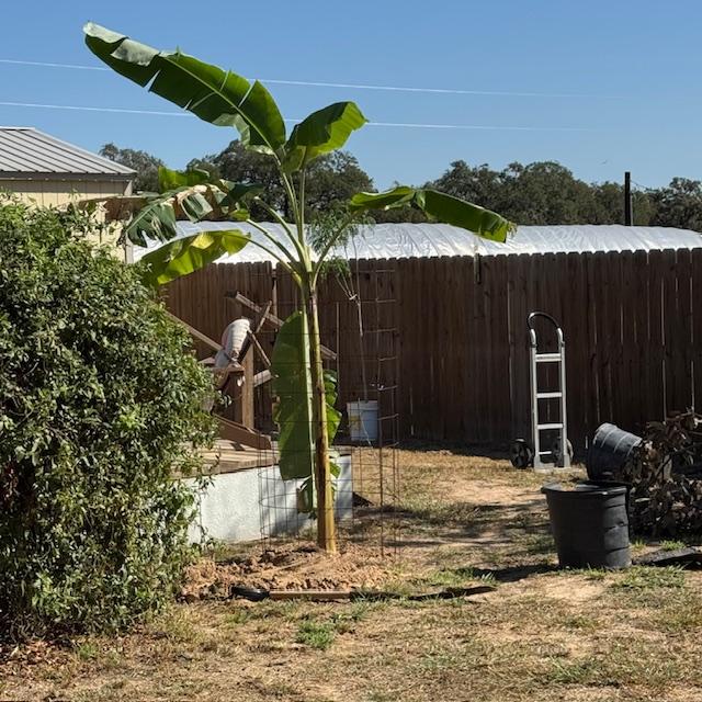 My banana tree is finally planted in the backyard.