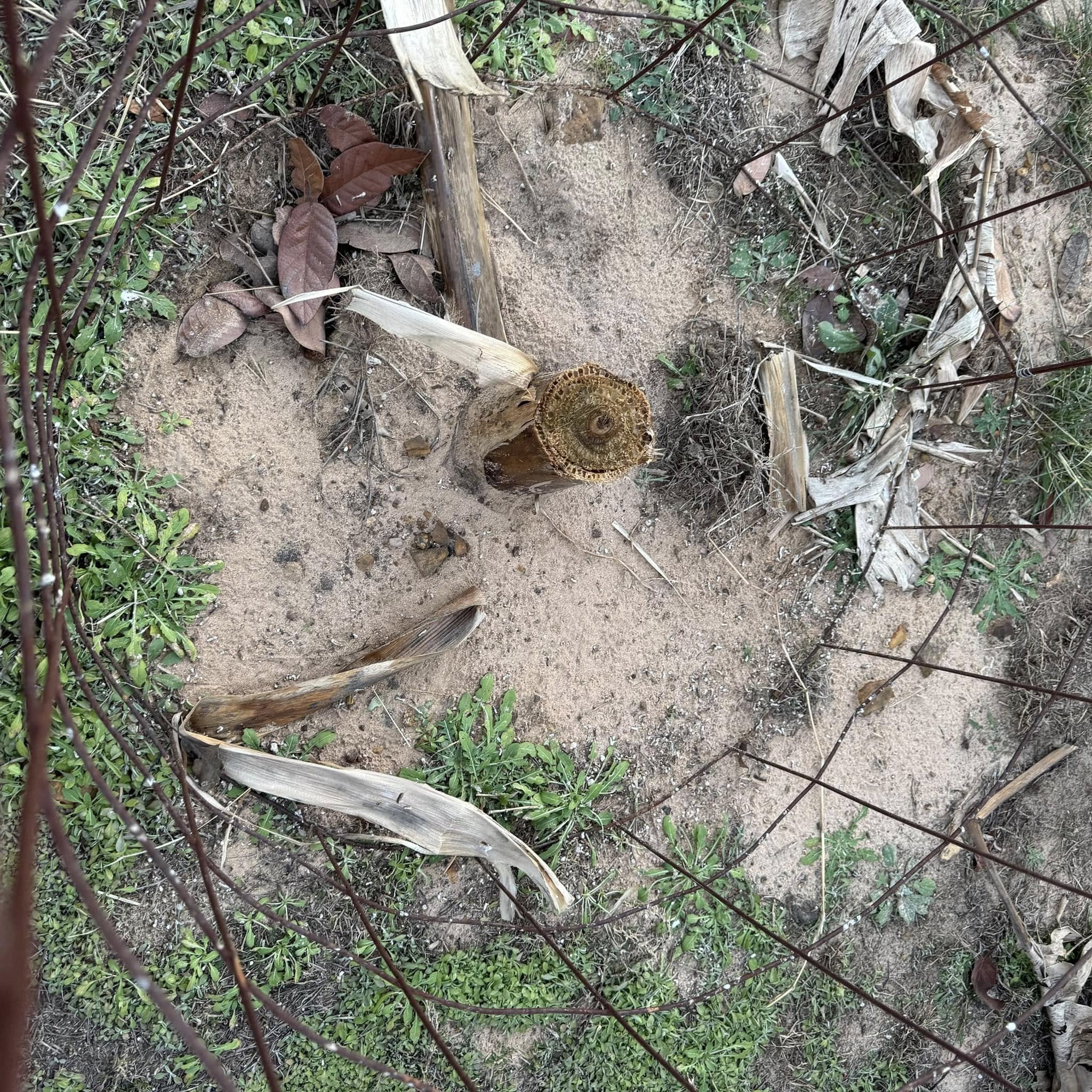 I noticed that my banana tree has been "trimmed" for winter by Nacho when he was here earlier in the week. I sure hope he knows what he is doing because it is basically gone.