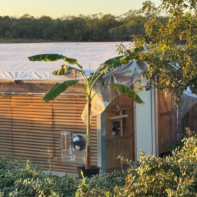 bananatree110524 bananatree110524