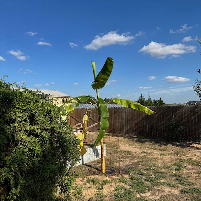 My banana tree seems to be doing well so far. It has been in the ground for about a week.