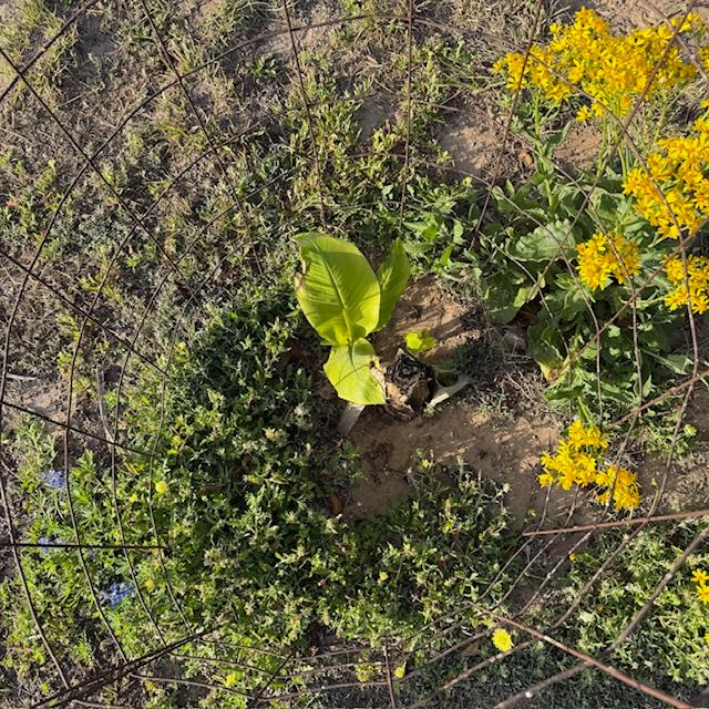 This is an overhead shot of the banana stump and two new banana leaves shooting up from the roots.