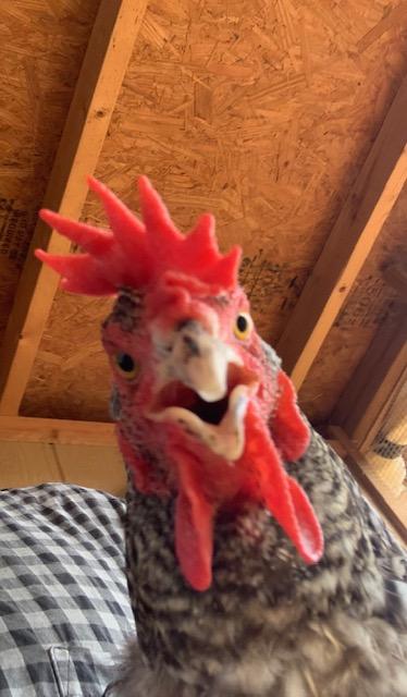 Hello from the hen house!